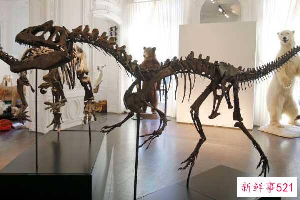 一盘龙-侏罗纪第三大食肉恐龙(12m长-顶级掠食者)