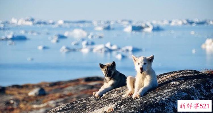 冰冠冰川探索，格陵兰岛冰川最新新闻