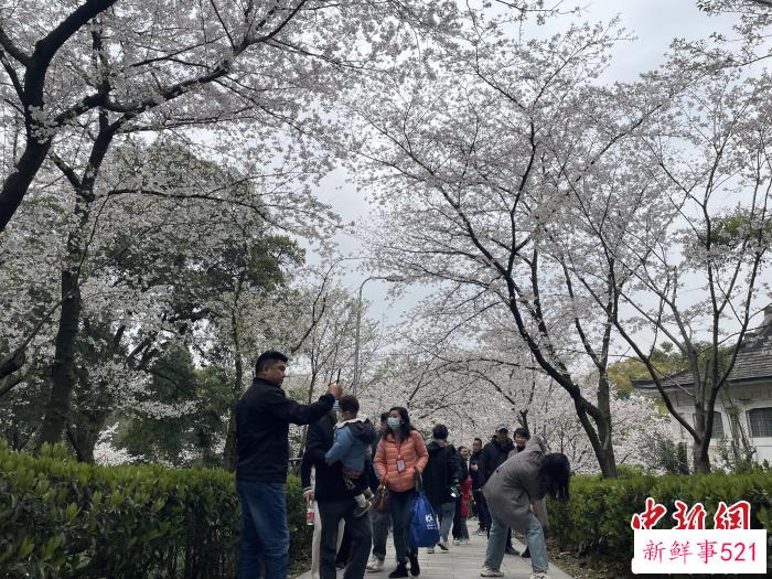 抗疫医护人员及家属在武汉大学校内赏樱 马芙蓉 摄
