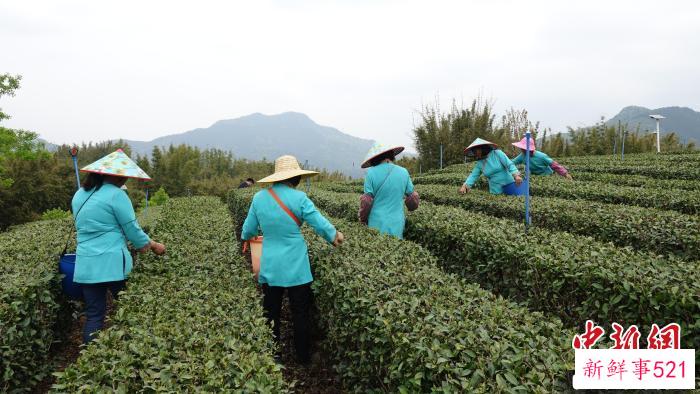 茶农忙着采茶 惠州市龙门县旅游协会 供图