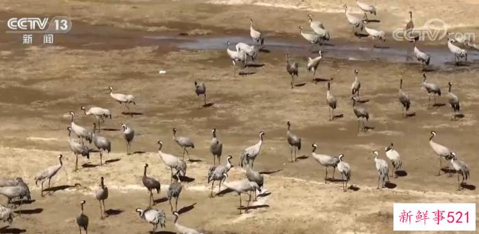 内蒙古多地水库湿地迎大批候鸟 万鸟翔集 和谐美丽