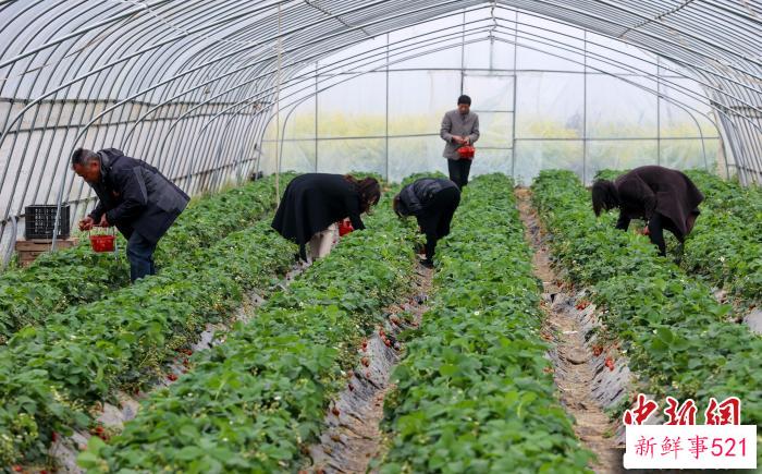 游客在马岭村的蔬菜大棚内采摘草莓 张畅 摄