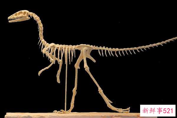 吃牛肉的龙-最快的食肉龙(7.6米长-8300万年前)