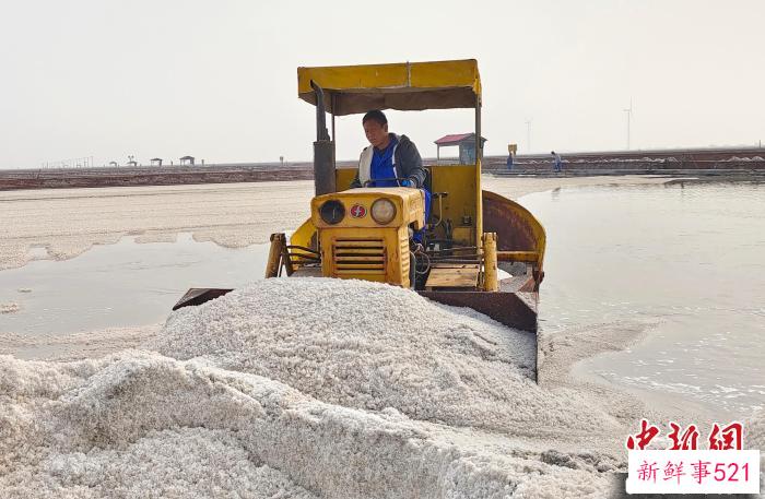20日，天津长芦汉沽盐场“春扒”生产全面启动。　天津长芦汉沽盐场供图