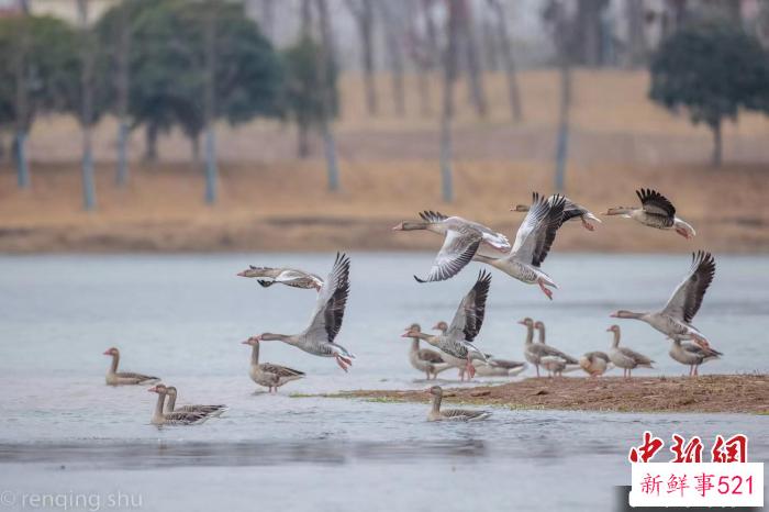 当阳季家湖湿地里成群的灰雁 舒仁庆 摄