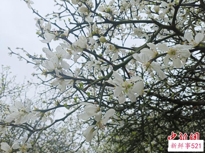 阳春三月，枳实花盛放如香雪海，游客们纷纷前来赏花踏青，记录春日之美。　廖珍妹 摄