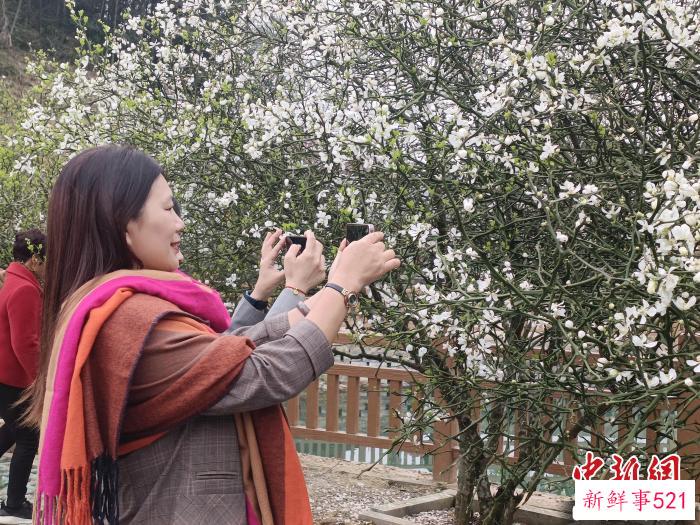 阳春三月，枳实花盛放如香雪海，游客们纷纷前来赏花踏青，记录春日之美。　廖珍妹 摄