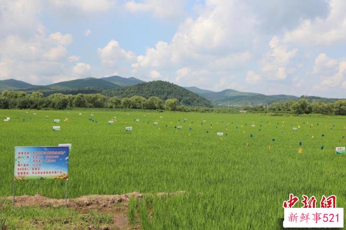 磐石规划的“千塘稻”种植区(资料图) 磐石市委宣传部供图