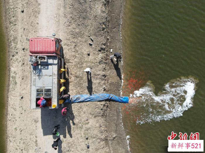 图为三河市马大宙村鱼塘旁，工人将购买的鱼苗用传送带运送到鱼塘。　高澍 　摄
