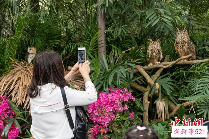 广东省第四十二届“爱鸟周”主题宣传活动23日在广州长隆野生动物世界启动。图为游客参观园区内鸟群。　陈骥旻 摄