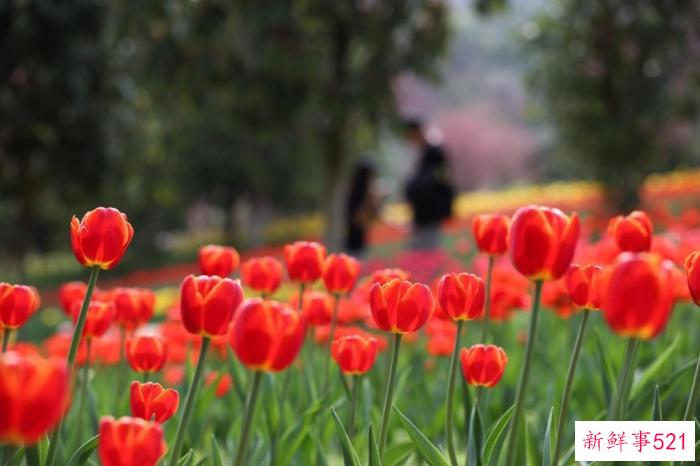 多彩贵州·花漾中国 - 藏在贵州的多彩春天