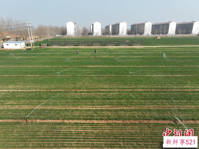 (资料图)在山东省聊城市茌平区冯官屯镇武赵村的高标准农田里，农民正在用智能喷灌设备为小麦浇水。　马红坤 摄