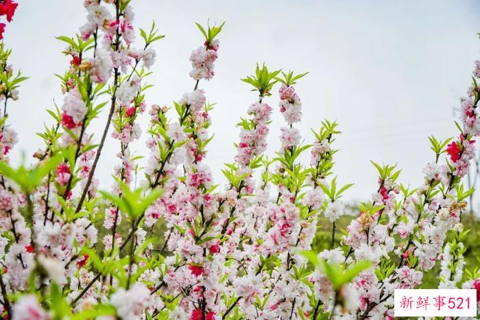 多彩贵州·花漾中国 - 藏在贵州的多彩春天