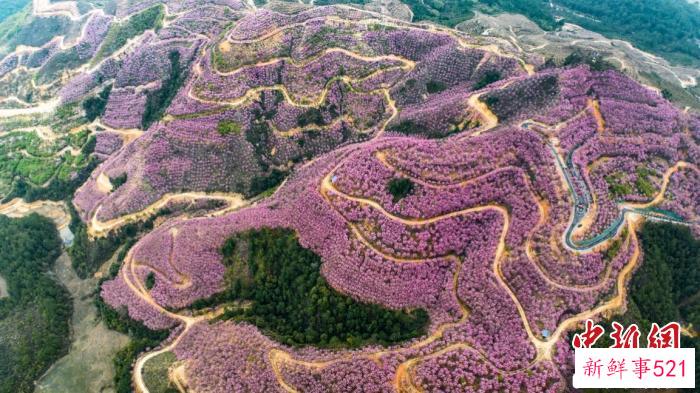 清流山野间，樱花盛开，形成一片粉红的花海。　福建省电视台综合频道 供图