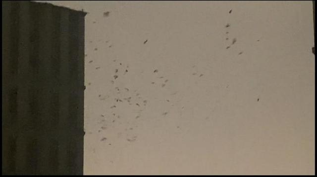 林业部门回应“吉林四平出现成群乌鸦”：下雪降温所致，与地震无关