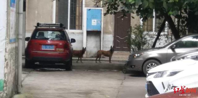 宜宾2条恶犬连咬5人被打死：疑附近居民所养警方已介入
