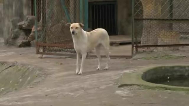 武汉一动物园母狗公狼相伴5年，饲养员：纯友情！它们能交配吗？