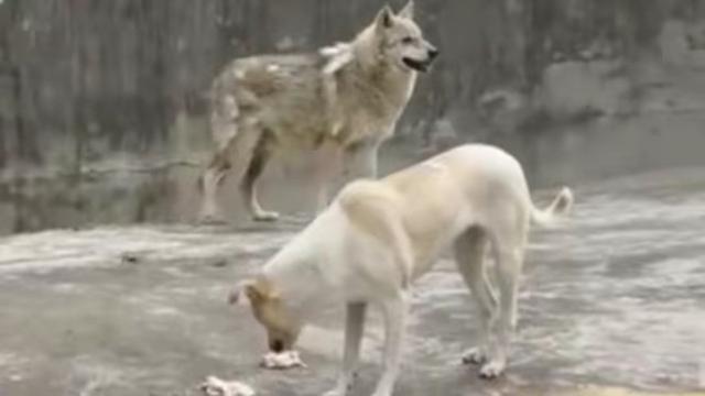 武汉一动物园母狗公狼相伴5年，饲养员：纯友情！它们能交配吗？
