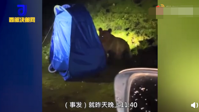 女孩自驾西藏一夜遭野熊闯营3次：炖了牛肉，高压锅都被咬坏