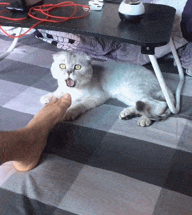 为什么猫喜欢舔我的脚，它是“变态”吗？背后有这几点秘密