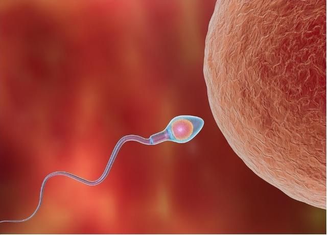 同房后，精子在女性体内能活多久？这可关系到怀孕