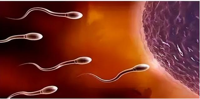 生男生女取决于精子？科学家发现卵子也有选择权，但结果却很意外