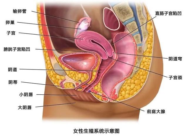 【妇产科普】女性盆腔或下腹部疼痛超过6个月，警惕慢性盆腔痛！