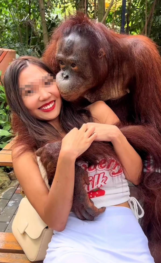 泰国曼谷野生动物园明星红毛猩猩迷人举动引争议 搂抚女游客胸部视频走红
