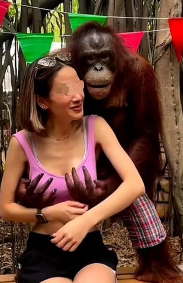 泰国曼谷野生动物园明星红毛猩猩迷人举动引争议 搂抚女游客胸部视频走红