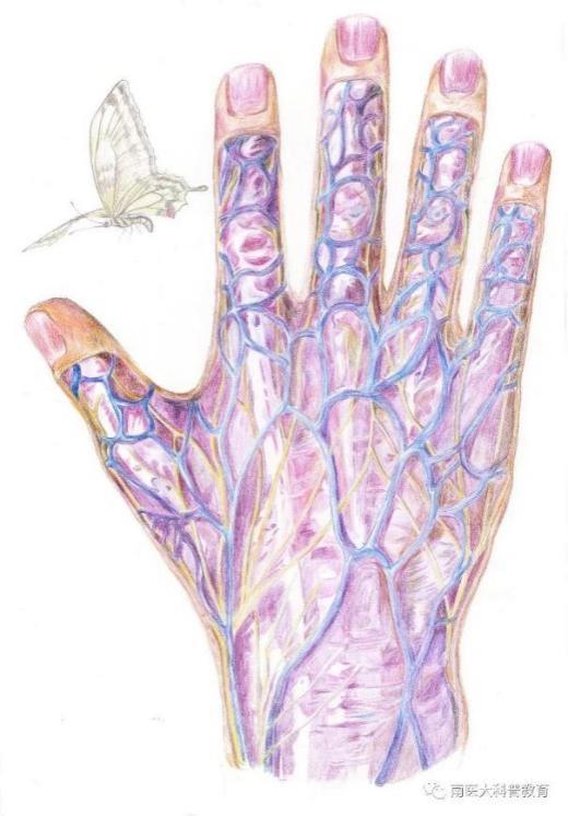灵魂画手！广东医学生的人体解剖图“走红”网络，栩栩如生，堪比印刷！