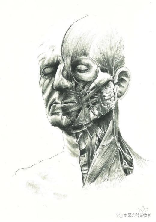 灵魂画手！广东医学生的人体解剖图“走红”网络，栩栩如生，堪比印刷！
