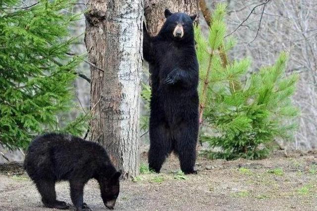 男子被黑熊攻击面部缺失！野外遇到黑熊该怎么办？装死根本没用