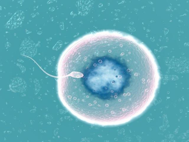 人类部分精子会得卵子“偏爱”，卵子要给心仪的精子“开后门”？