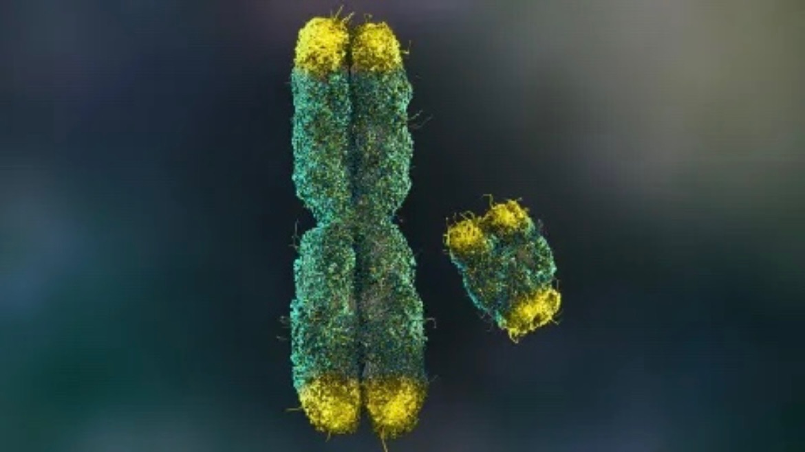 科学家们终于解开了Y染色体的谜团