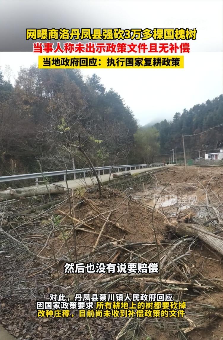 丹凤县强砍3万多棵国槐树 政府称所有耕地上的树都要砍