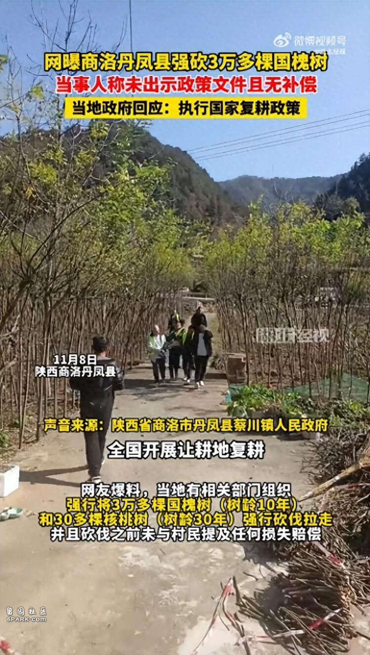 丹凤县强砍3万多棵国槐树 政府称所有耕地上的树都要砍